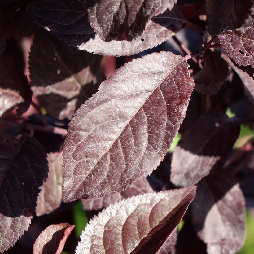 Prunus cerasifera Hollywood - Ciliegio da fiore (Fogliame)