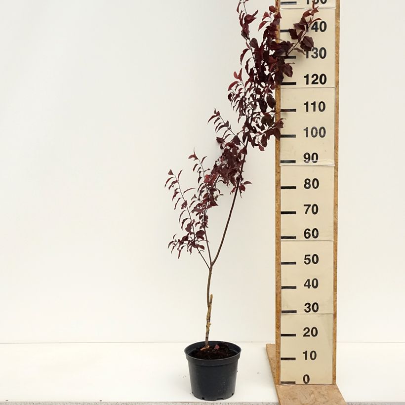 Prunus cerasifera Hollywood - Ciliegio da fiore Vaso da 4L/5L esemplare consegnato in primavera