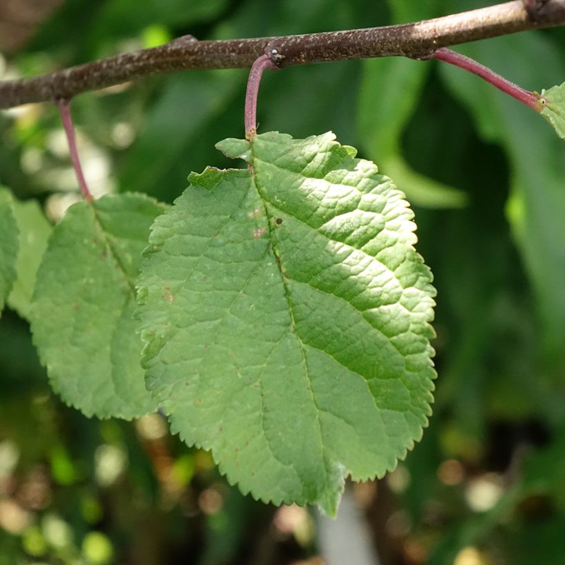 Prugna Opal e Victoria (Fogliame)