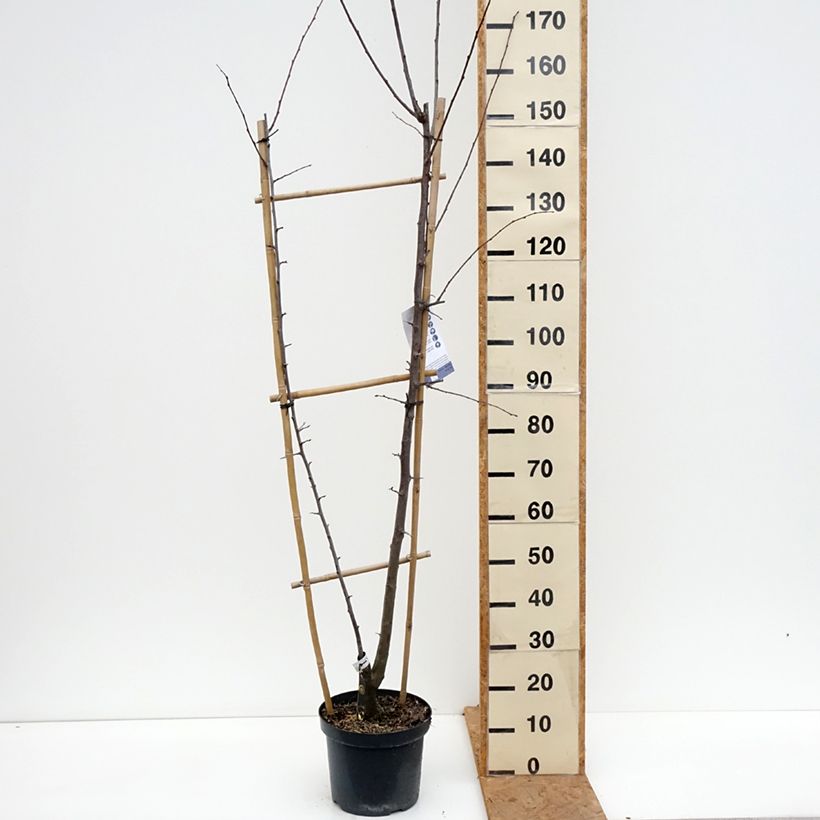 Esemplare di Prugna Opal e Victoria Vaso da 7,5L/10L, Palmetta singola a U come consegnato in autunno