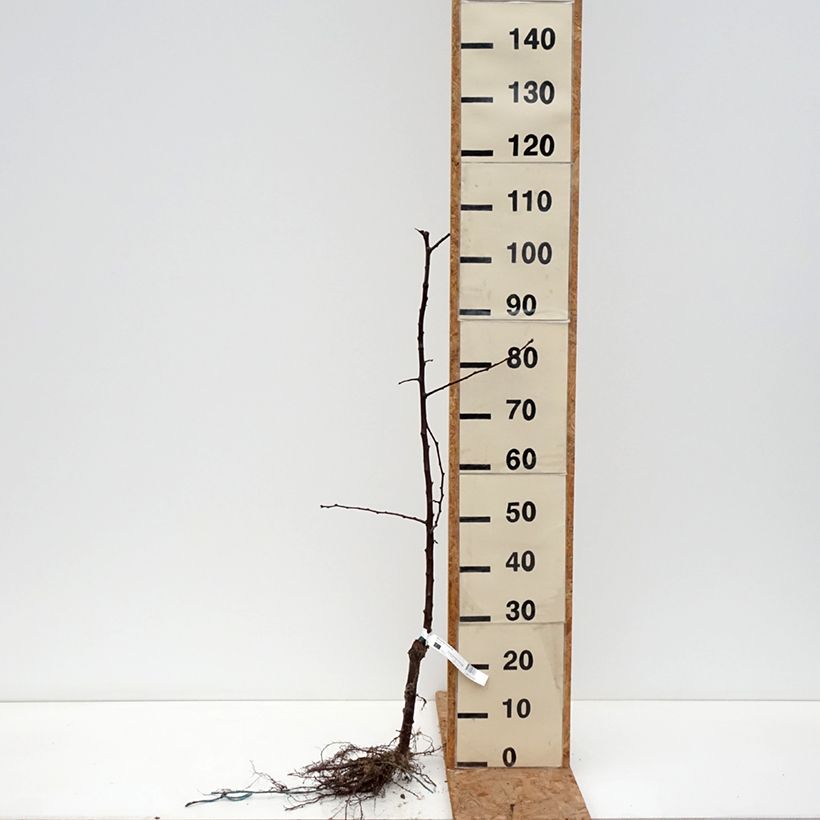 Susino cino-giapponese Black Amber - Prunus x salicina Piante grandi a radice nuda, Astone esemplare consegnato in inverno