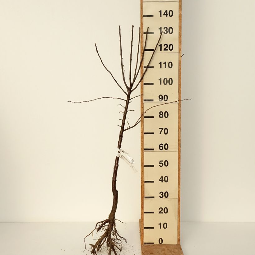 Prugnolo da siepe Mirabelle de Metz Piante grandi a radice nuda, Vasetto esemplare consegnato in inverno