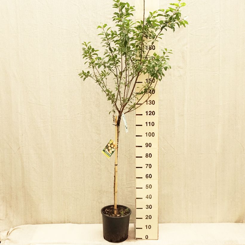 Example of Prugnolo da siepe Mirabelle de Nancy Vaso da 7,5L/10L, Vaso impalcato medio as you get in printemps