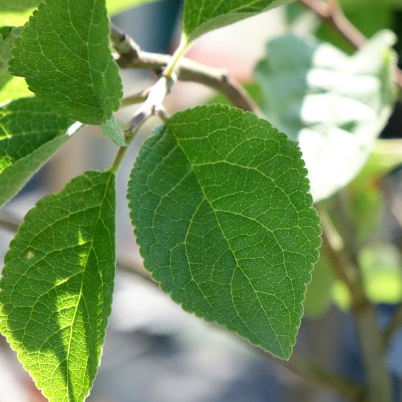 Prugna Mr. Hâtif (Fogliame)