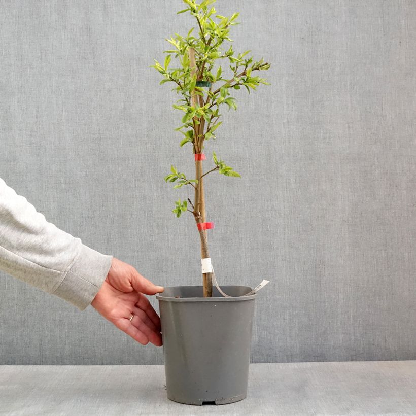 Prugna Fruit Me Plum Me Angeleno Vaso da 4L/5L, Nano esemplare consegnato in primavera