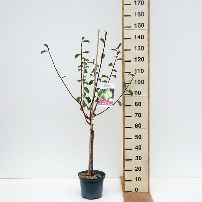 Esemplare di Prugna nain Goldust courod Vaso da 6L/7L, Vaso impalcato basso come consegnato in autunno