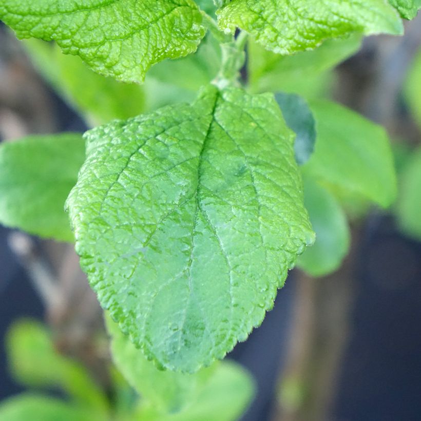 Prugna Hanna (Foliage)