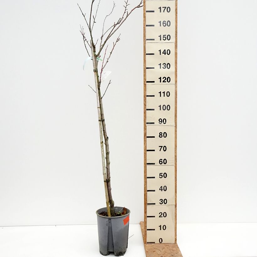 Esemplare di Prugna Président Vaso da 7,5L/10L, Vaso impalcato medio come consegnato in autunno