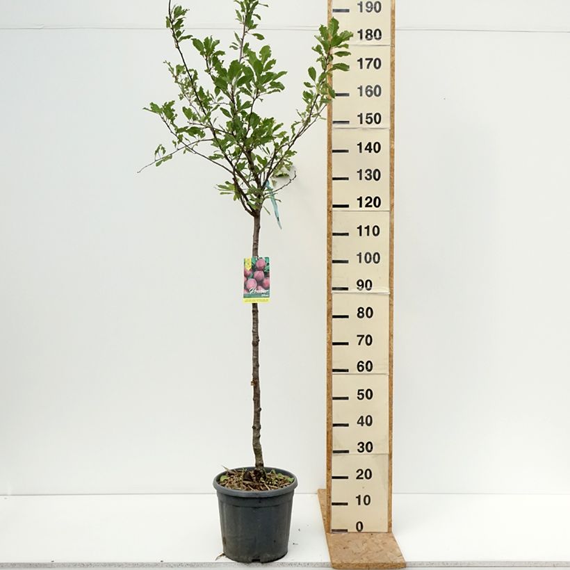 Esemplare di Prugna Prune d'Ente Vaso da 12L/15L, Vaso impalcato medio consegnato in estate