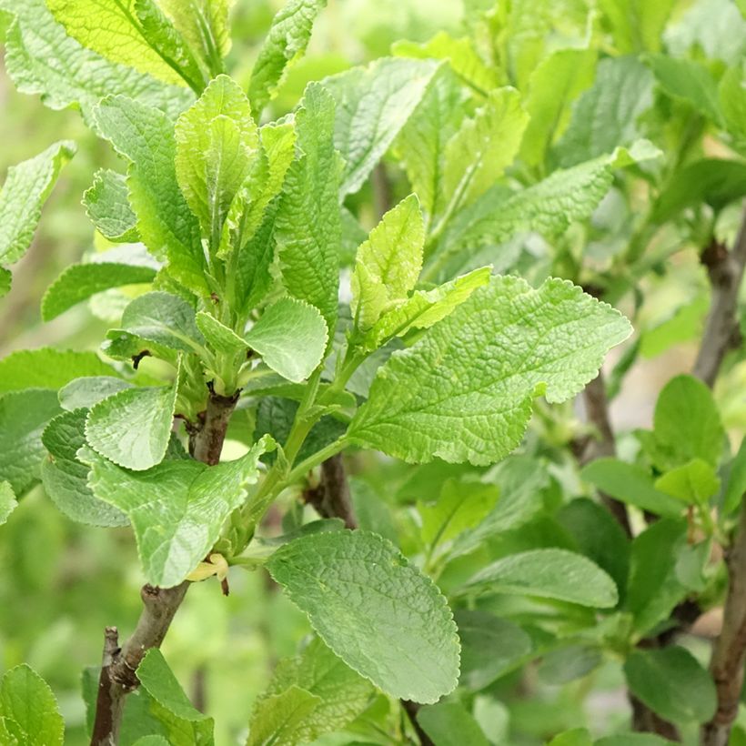 Prugna Victoria (Fogliame)