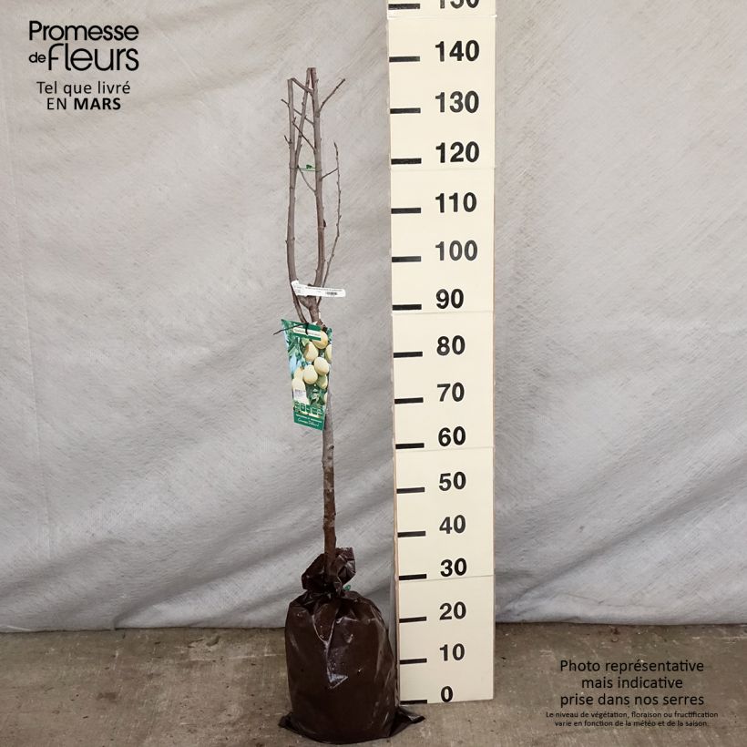 Susino Quetsche Blanche de Létricourt Zolla 'Pronta da piantare', Vaso impalcato medio esemplare consegnato in primavera