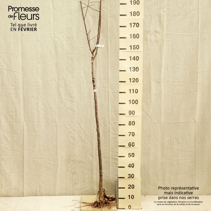 Susino Quetsche Blanche de Létricourt Piante grandi a radice nuda, Vaso impalcato medio esemplare consegnato in inverno