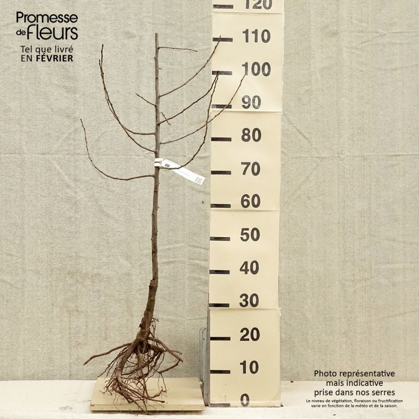 Susino Quetsche d'Alsace Bio Piante grandi a radice nuda, Astone esemplare consegnato in inverno