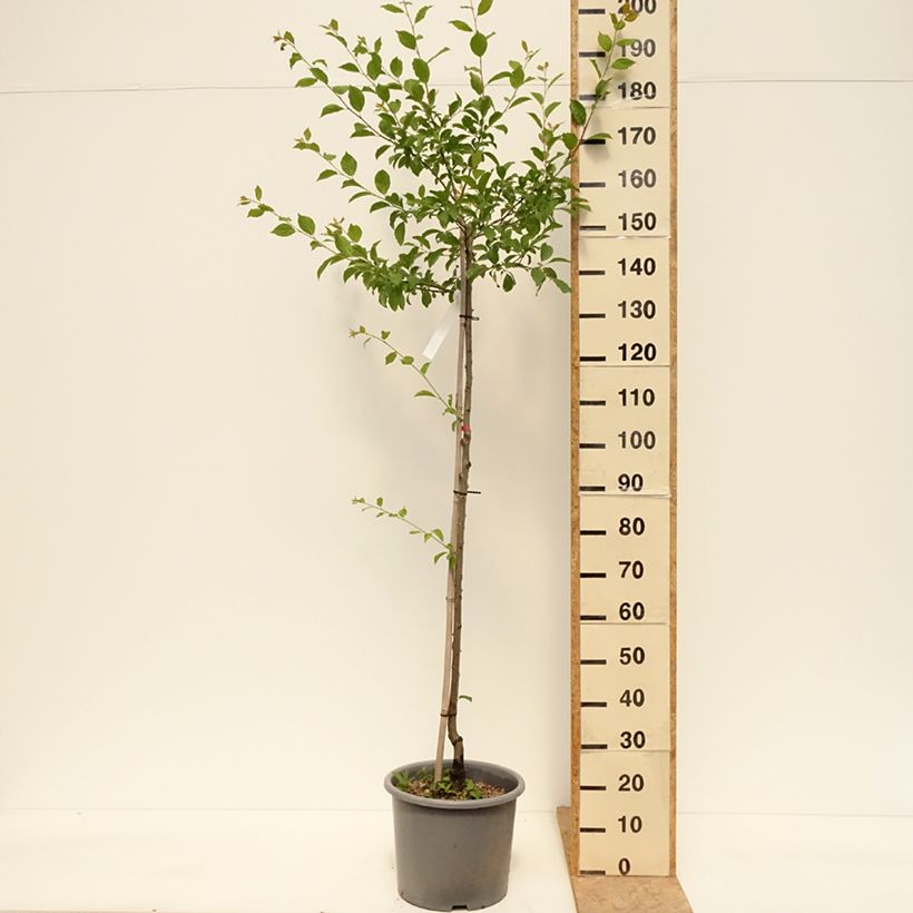 Susino Quetsche d'Alsace Vaso da 7,5L/10L, Vaso impalcato medio esemplare consegnato in primavera