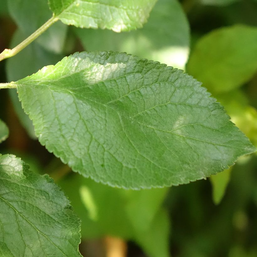 Susino Stanley (Foliage)