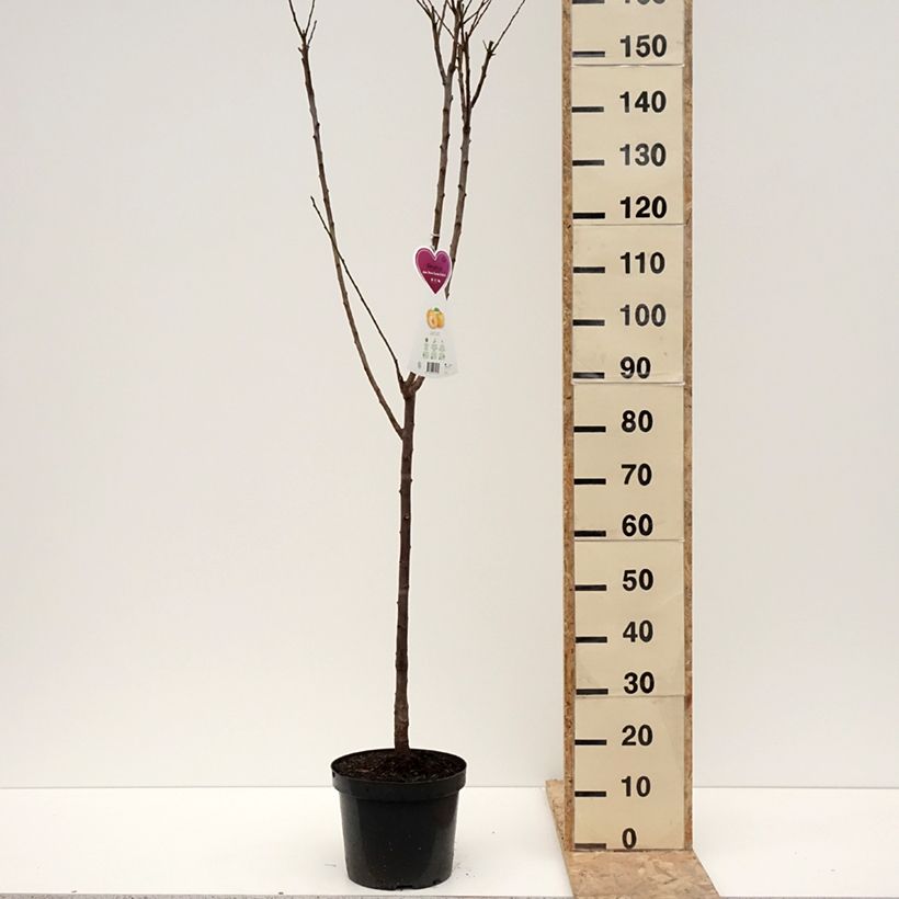 Prugna Regina Claudia d'Oullins Vaso da 7,5L/10L, Vasetto esemplare consegnato in inverno