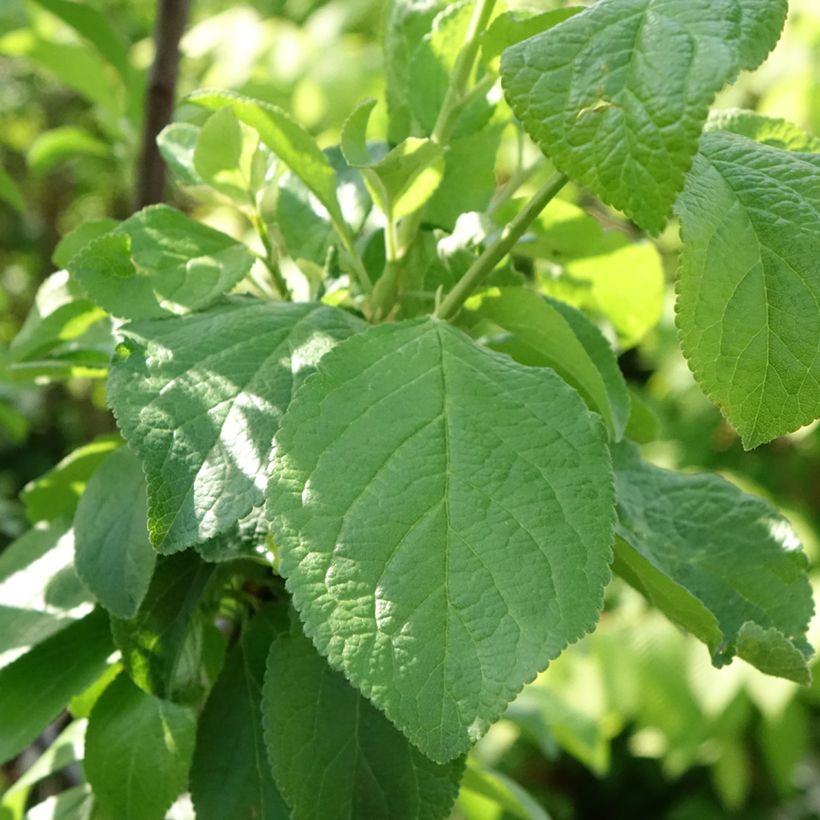 Prugna Regina Claudia de Bavay (Fogliame)