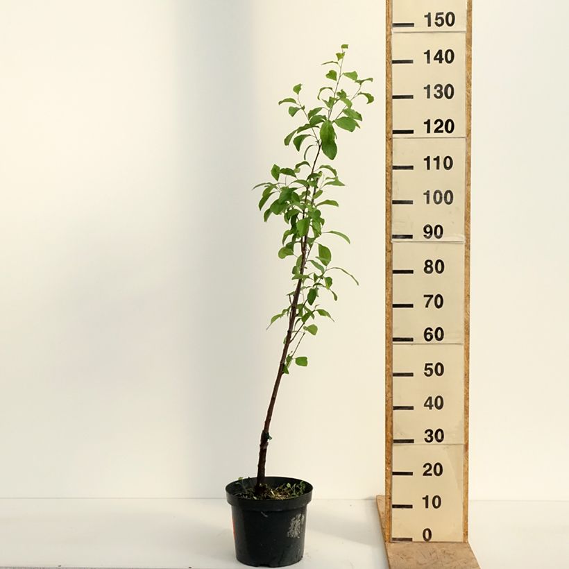 Prugna Regina Claudia Violetta Vaso da 7,5L/10L, Astone esemplare consegnato in primavera