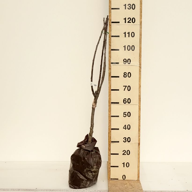 Prugna Reinegold Zolla 'Pronta da piantare', Vaso impalcato basso esemplare consegnato in primavera