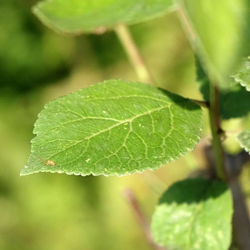 Prugna Reinegold (Fogliame)