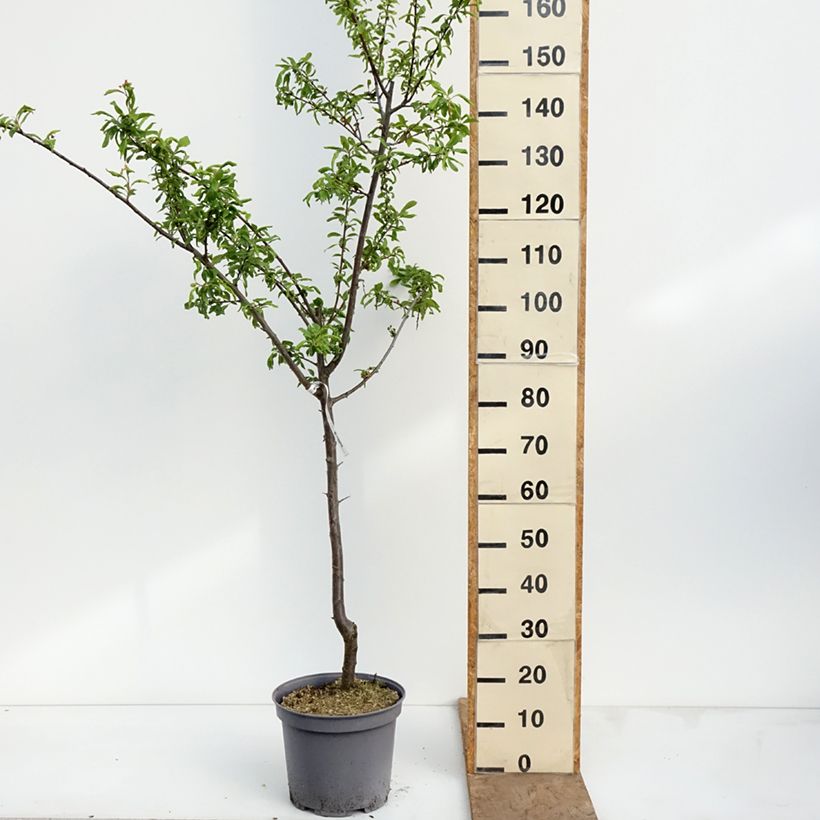 Prugna Sainte Catherine Vaso da 7,5L/10L, Vasetto esemplare consegnato in primavera