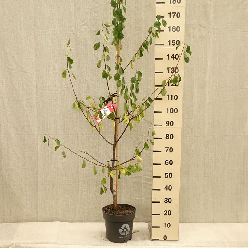 Esemplare di Prunier Tipala - Prunus domestica Pot de 7,5L/10L, Gobelet come consegnato in autunno