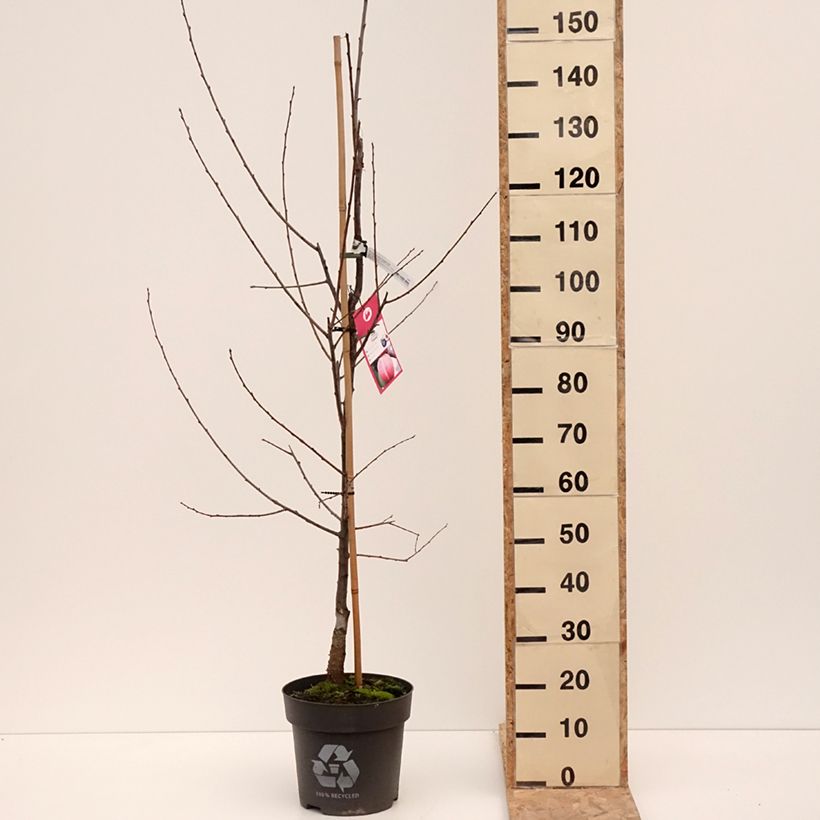 Prunus domestica Tipala - Susino Vaso da 7,5L/10L, Vasetto esemplare consegnato in inverno