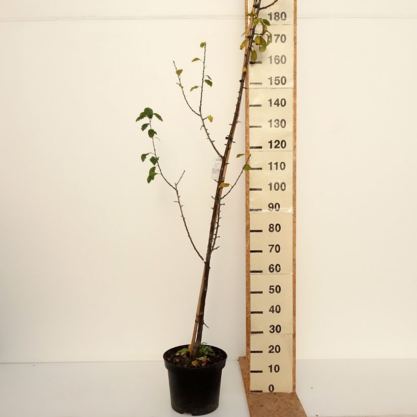 Esemplare di Prunier Węgierka Dąbrowicka - Prunus domestica Pot de 7,5L/10L, Gobelet come consegnato in autunno