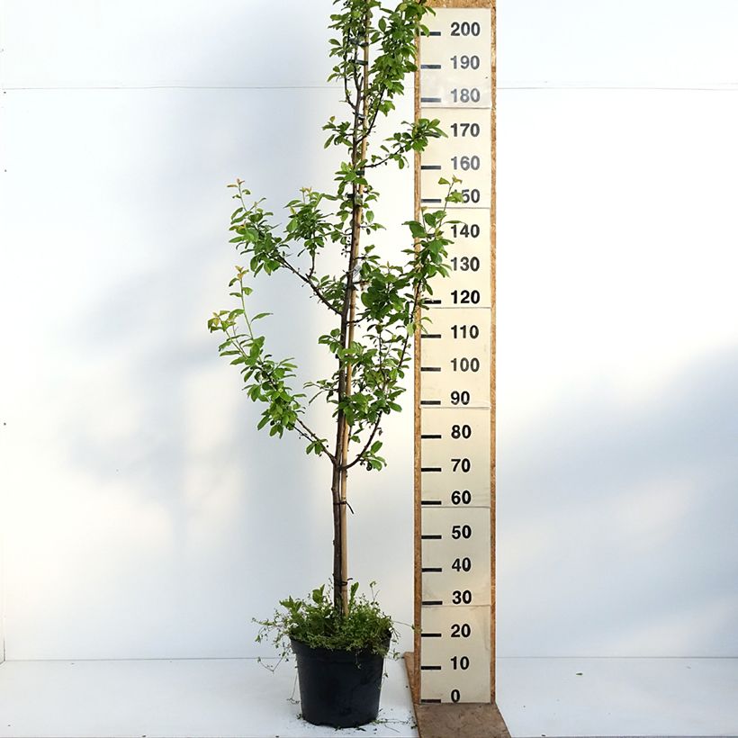 Prugna Węgierka Dąbrowicka Vaso da 7,5L/10L, Vasetto esemplare consegnato in primavera