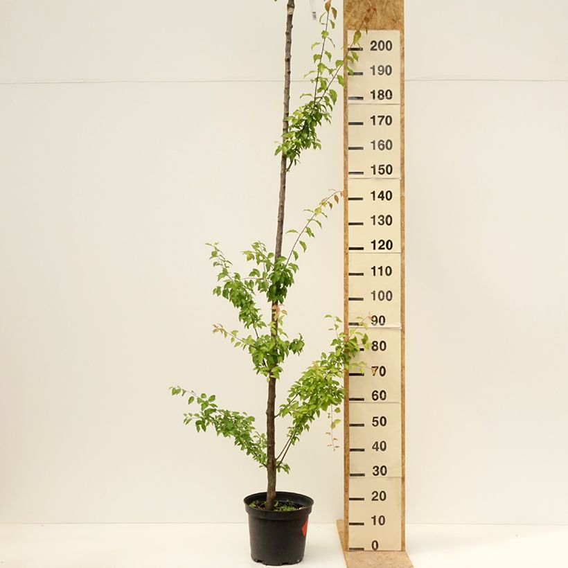 Prugna Wignon Vaso da 7,5L/10L, Vaso impalcato alto esemplare consegnato in primavera