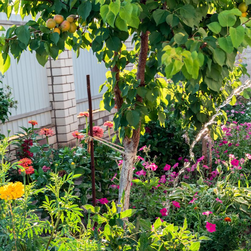 Albicocco Compacta (Porto)