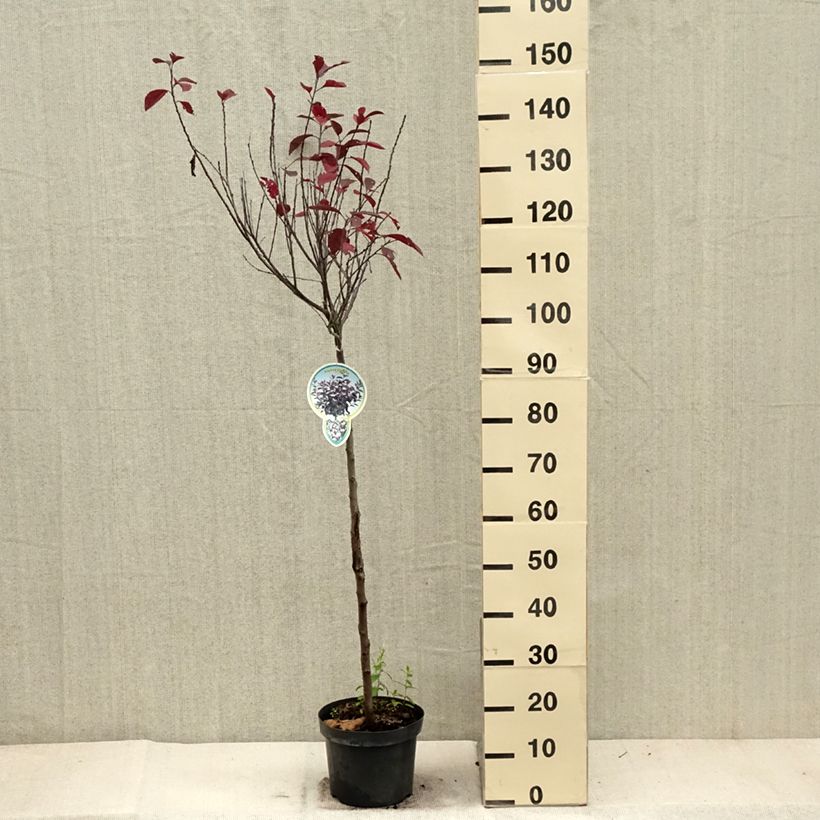 Esemplare di Prunus cistena - Ciliegio da fiore Vaso da 4L/5L, Vaso impalcato come consegnato in autunno