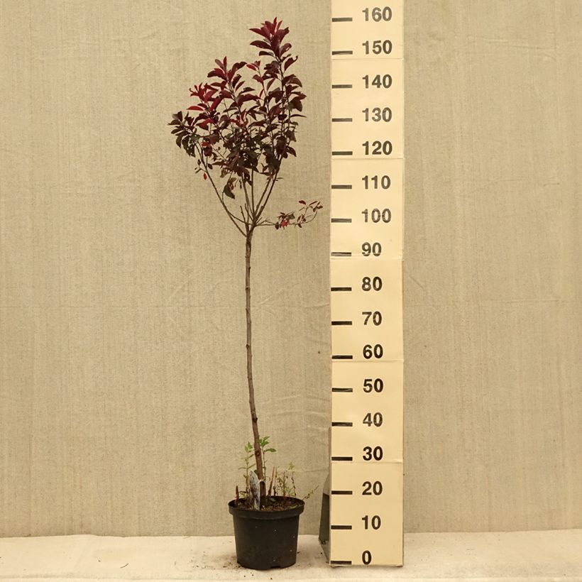 Esemplare di Prunus cistena - Ciliegio da fiore Vaso da 4L/5L, Vaso impalcato consegnato in estate