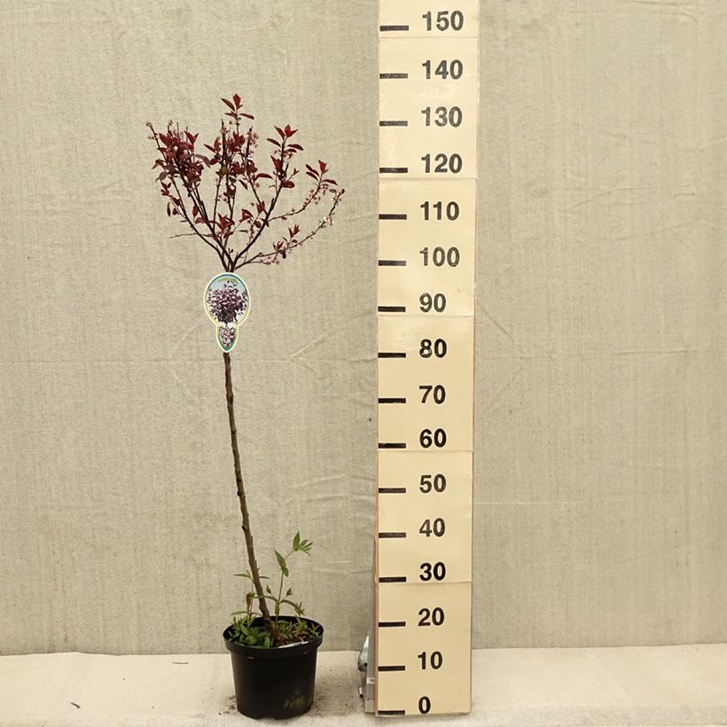Prunus cistena - Ciliegio da fiore Vaso da 4L/5L, Vaso impalcato esemplare consegnato in primavera