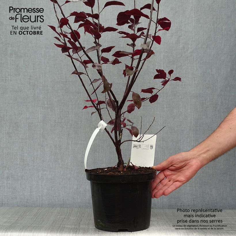 Esemplare di Prunus cistena - Ciliegio da fiore Vaso da 4L/5L come consegnato in autunno