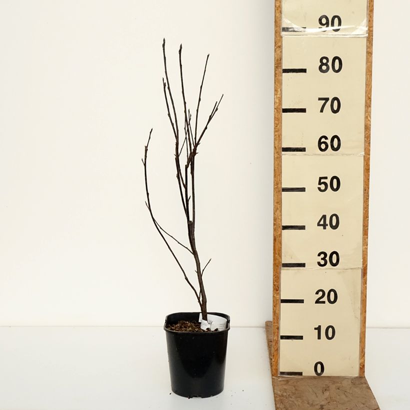 Prunus padus Colorata - Cerisier à grappes Vaso da 4L/5L esemplare consegnato in inverno