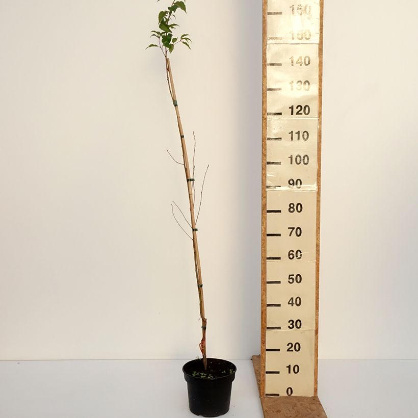 Esemplare di Prunus rufa Vaso da 4L/5L come consegnato in autunno