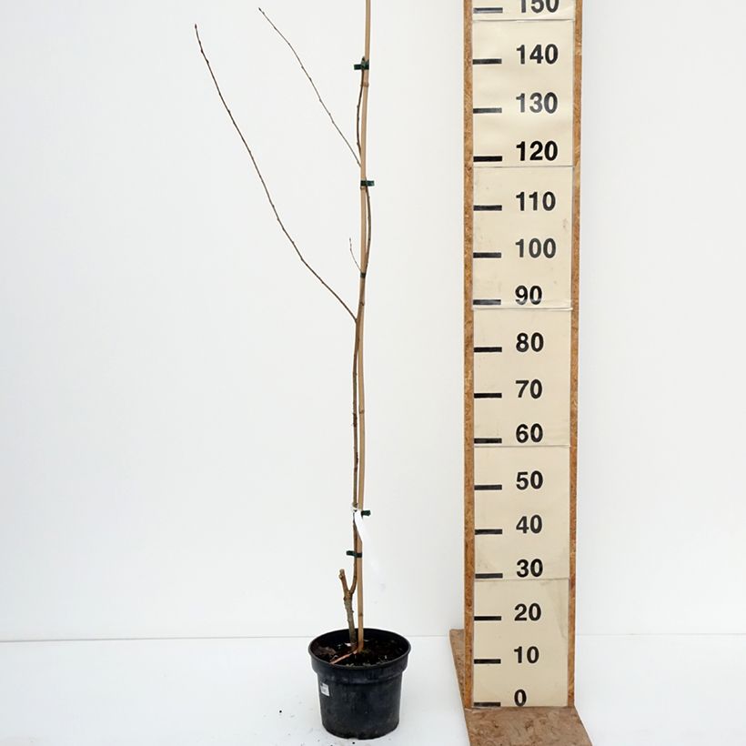 Example of Prunus rufa Vaso da 4L/5L as you get in hiver