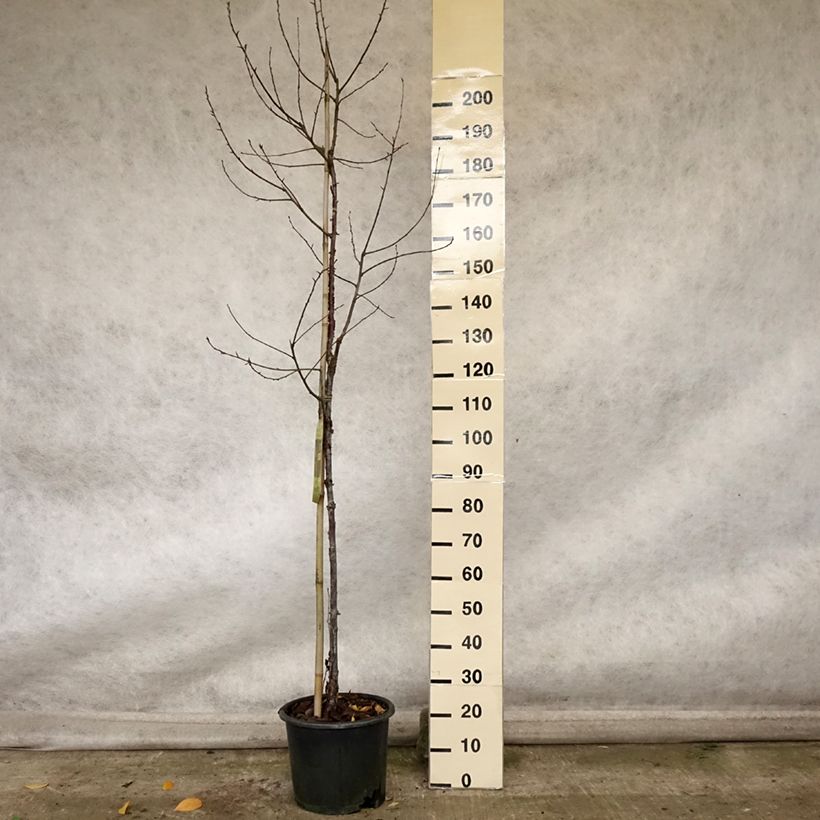 Esemplare di Prunus serrula Amber Scots - Ciliegio da fiore Vaso da 7,5L/10L, Astone alto come consegnato in autunno