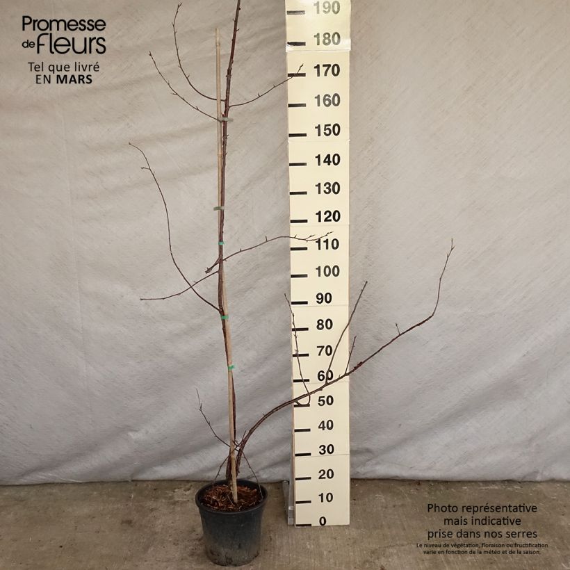 Prunus serrula Amber Scots - Ciliegio da fiore Vaso da 7,5L/10L, Astone alto esemplare consegnato in primavera