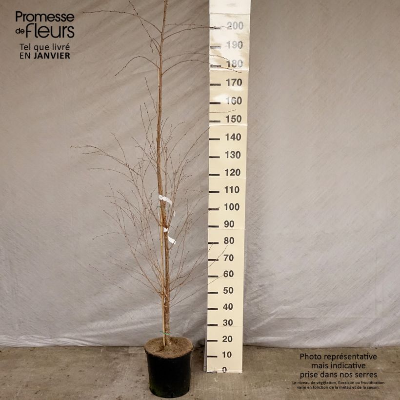 Prunus The Bride - Ciliegio da fiore Vaso da 12L/15L, Vaso impalcato esemplare consegnato in inverno