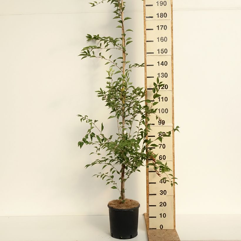 Esemplare di Prunus The Bride - Ciliegio da fiore Vaso da 12L/15L, Vaso impalcato consegnato in estate