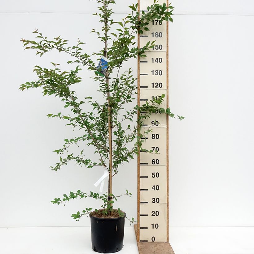 Prunus The Bride - Ciliegio da fiore Vaso da 12L/15L, Vaso impalcato esemplare consegnato in primavera