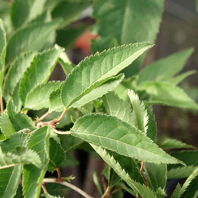 Prunus The Bride - Ciliegio da fiore (Fogliame)