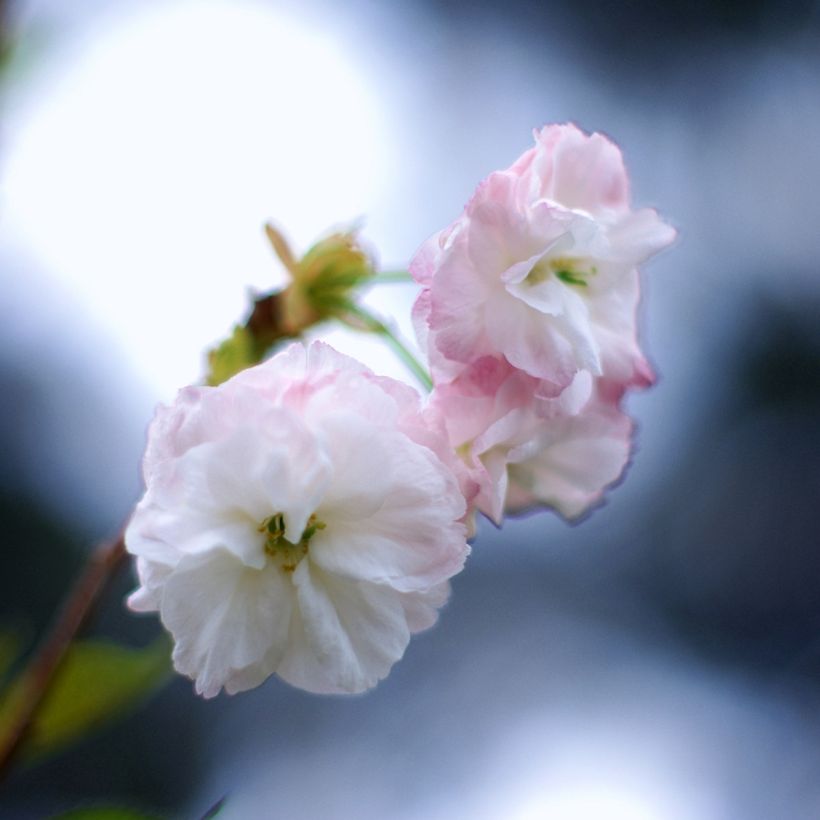 Prunus serrulata Shirofugen - Ciliegio da fiore (Fioritura)