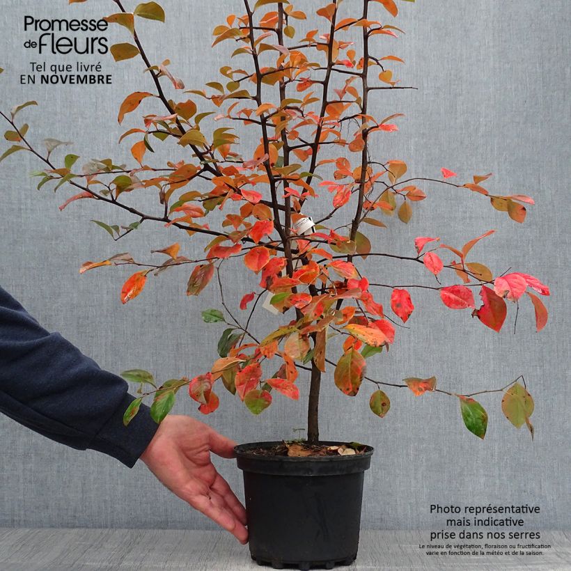 Esemplare di Pseudocydonia sinensis - Cotogno cinese Vaso da 3L/4L come consegnato in autunno