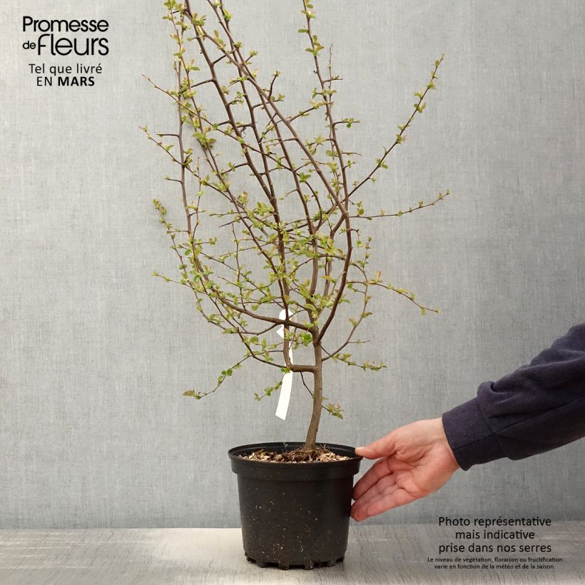 Pseudocydonia sinensis - Cotogno cinese Vaso da 3L/4L esemplare consegnato in primavera