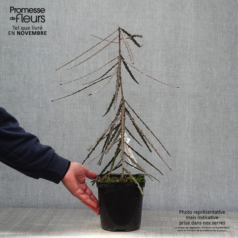 Esemplare di Pseudopanax ferox Vaso da 2L/3L come consegnato in autunno