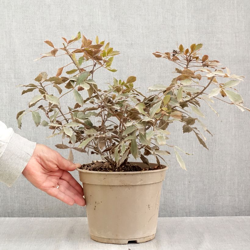 Esemplare di Pseudopanax lessonii Rangatira Pot de 4L/5L come consegnato in autunno