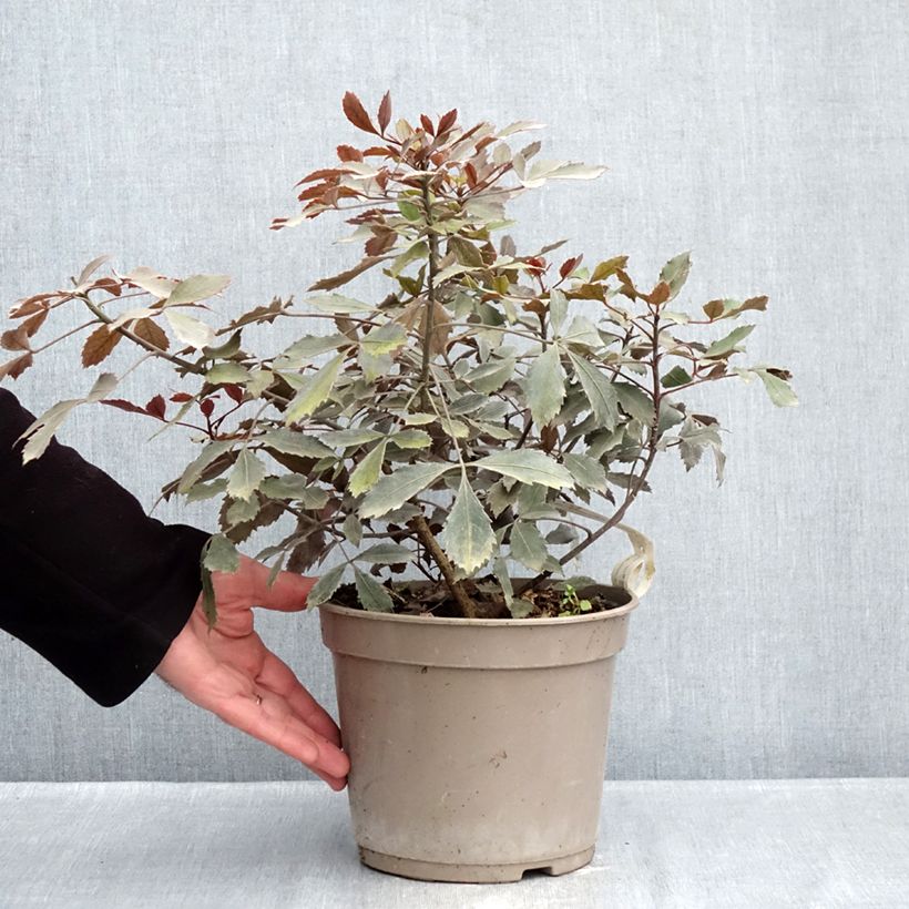 Example of Pseudopanax lessonii Rangatira Vaso da 4L/5L as you get in hiver